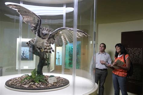 Museo De Las Aves Escapadas Por M Xico Desconocido