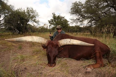 Montgomery Properties Ranch Watusi Photo Gallery