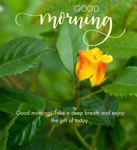 2024 Beautiful Good Morning Yellow Rose Images November 2024