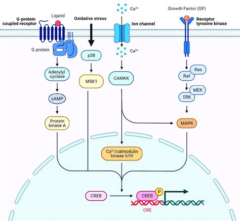 Creb Signaling Pathway