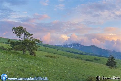 Fiabesco Tramonto Fra Le Orchidee E Le Fioriture Di Ragnolo Le Foto