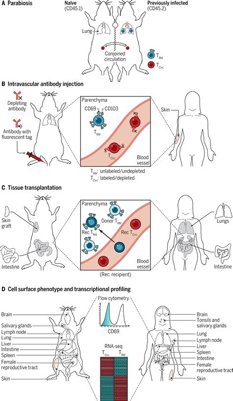 Location Location Location Tissue Resident Memory T Cells In Mice And Humans Science Immunology