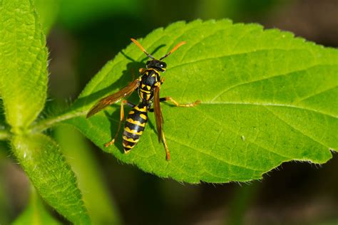 Types Of Wasps Chart