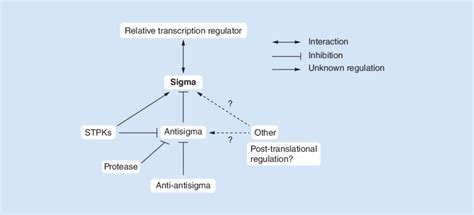 The Intricate Post Translational Regulation Network Of Mycobacterium