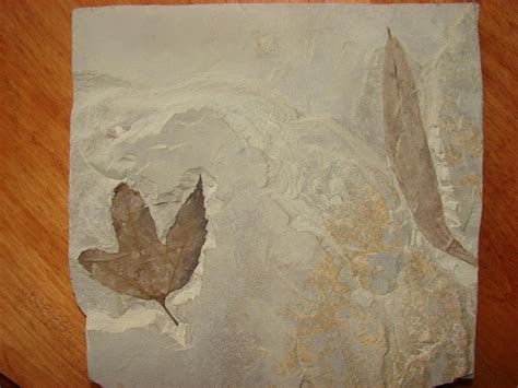 Fossilized Leaves From Green River Formation - Members Gallery - The ...