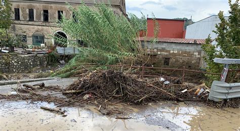 Abbattimenti Ad Avellino Primo Stop Salvo Il Pioppo Di Via Lanzilli