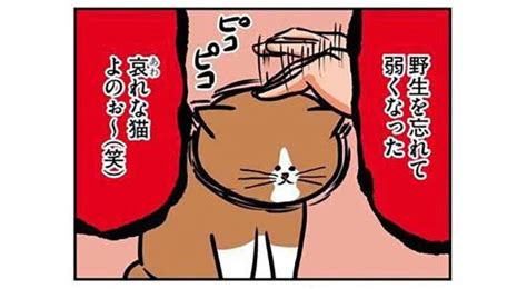 マジでホントすみません。調子に乗って猫を煽った結果／鴻池剛と猫のぽんた ニャアアアン！（3） レタスクラブ