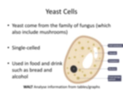 SOLUTION: Anaerobic respiration fermentation - Studypool