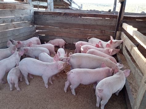 Large White Landrace Piglets For Sale