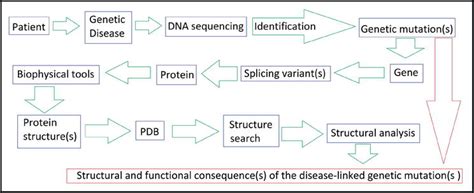 Structural And Functional Consequences Of The Sma Linked Missense