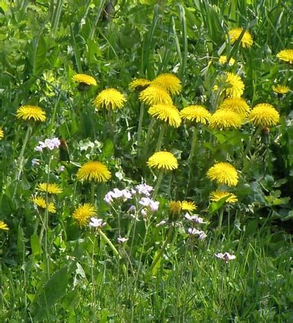 Bio L Wenzahn Samen Taraxacum Officinale Kaufen Naturkr Utergarten