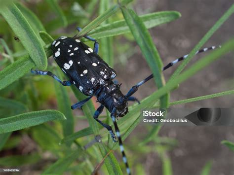 Whitespotted Beetle Stock Photo - Download Image Now - Animal, Animal ...