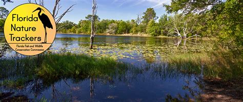 Florida WMA: Apalachee Wildlife Management Area · iNaturalist