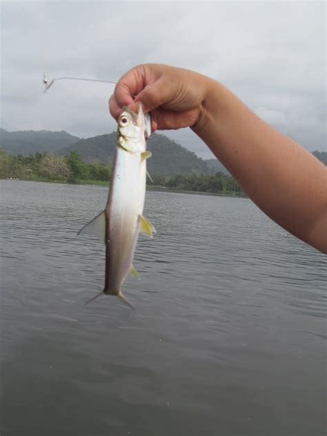 Espacio De Pesca Pesca De Macabi Ladyfish En El Mar Y El Rio De