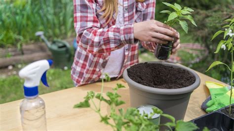 Jard N C Mo Preparar Un Abono Casero Para Tus Plantas Con Solo