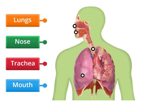 Respiratory System - Labelled diagram