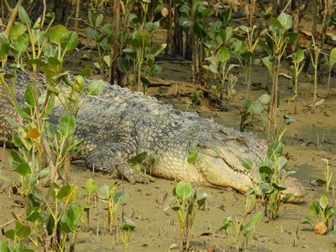 Crocodile Suderban West Bengal - Free photo on Pixabay - Pixabay