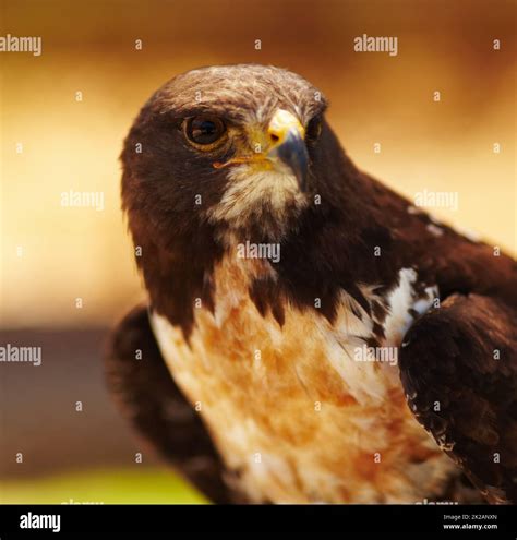 Predator Of The Skies Hawk Closeup Portrait Of A Majestic Bird Of