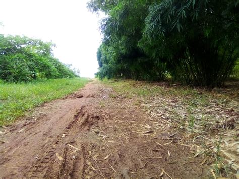 Bamboo Plantation Apc Dec Africa Plantation Capital Flickr