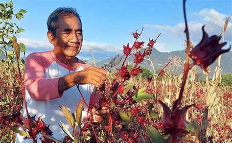 Vino Flor Jamaica Productores Oaxaca Incursionan Bebida Jpeg Oaxaca