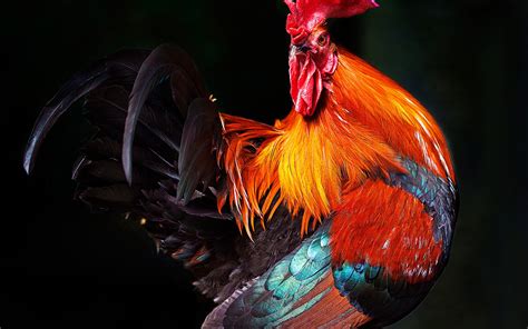 Rooster Feathers wallpaper | animals | Wallpaper Better