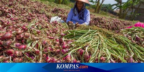 5 Daerah Penghasil Bawang Merah Terbesar Di Indonesia Dari Brebes