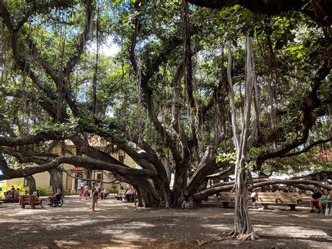 Biggest banyan tree I've seen. Lahaina, Hawaii : hawaiicirclejerk