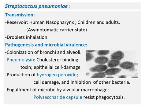 Ppt Pneumonia Powerpoint Presentation Free Download Id2348376