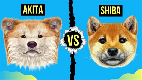 Akita Vs Shiba Inu Differences Detailed Comparison Youtube