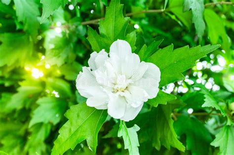 White Mugunghwa Flower Is A Korean National Flower Or In The Name Rose