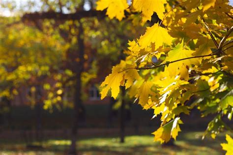 Maple Trees - How To Grow And Care For Maple Trees | Maple tree ...