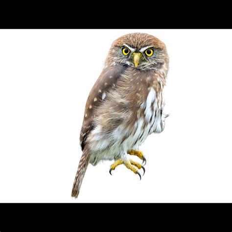Austral Pygmy Owl (Glaucidium nana) identification - Birda