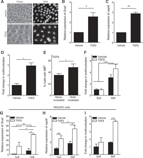 Figure From A Soft Microenvironment Protects From Failure Of Midbody