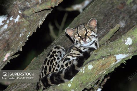 Caucel Leopardus Wiedii En La Reserva Biologica De Monteverde Costa