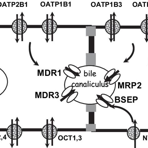 A Schematic Representation Of The Most Relevant Transporters In The