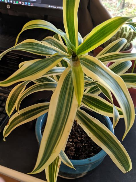 Brown Discoloring On Dracaena Near New Growth Plus Wilting What Could