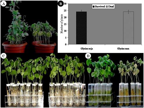 Response Of Wild And Cultivated Soybeans To NaCl Stress A Response Of