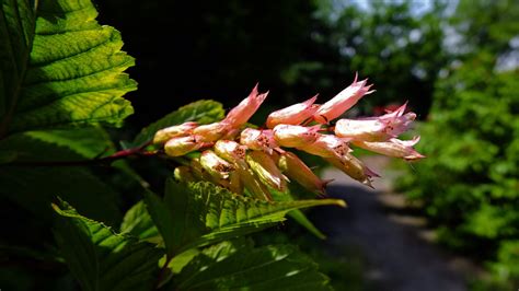 Neillia Sinensis Rosaceae Image 92948 At PhytoImages Siu Edu