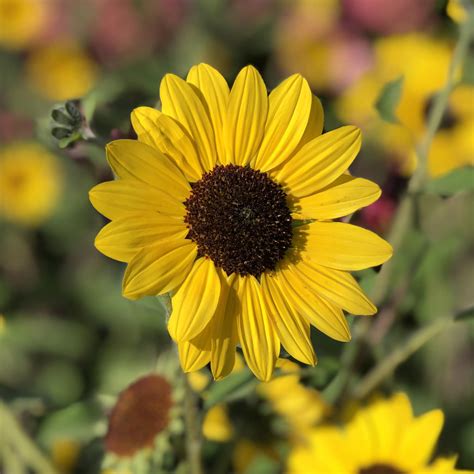 SUNCREDIBLE® Yellow Helianthus - Garden Crossings