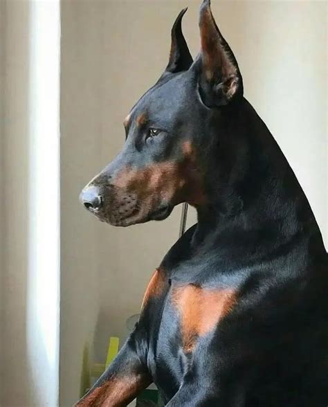 15 Cool Facts You Didnt Know About The Doberman Doberman Pinscher