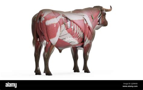 Cow Anatomy Showing Body And Head, Face With Muscular, 44% OFF