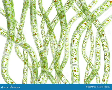 Microorganism Algae Stock Illustration Illustration Of Science 80246423