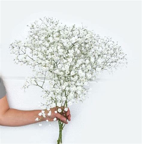 FLOWERS BABYS BREATH - Zone Fresh