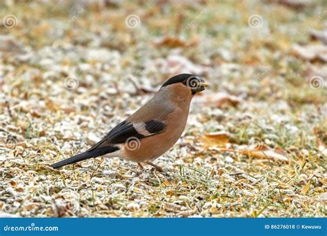 Female Eurasian Common Bullfinch Bird Eating Sunflower Seed On G Stock