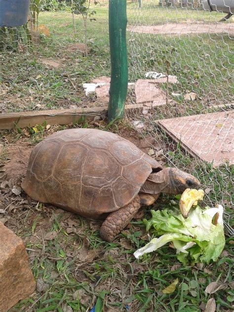 Chelonoidis Carbonaria, Also Known by the Names: (Jabuti,jaboti ...