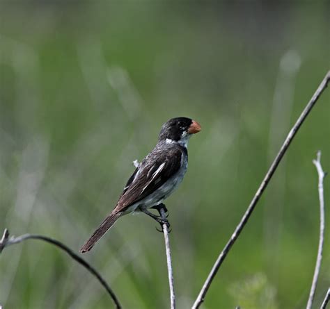 Foto Golinho Sporophila Albogularis Por Davi Abreu Wiki Aves A