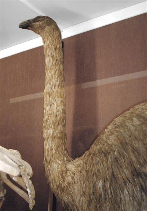 Rare And Extinct Creatures Moa And Elephant Bird