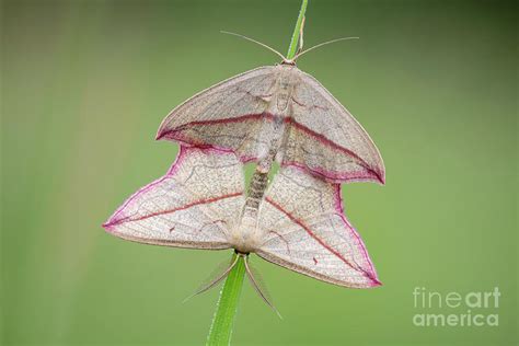 Blood Vein Moth By Heath Mcdonald Science Photo Library