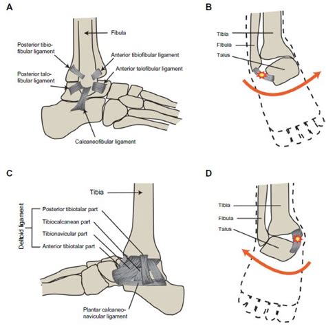 A diagram shows ligament injury-induced knee joint instability and ...