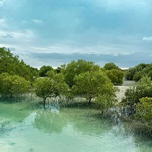 Abu Dhabi Plants Mangroves In Climate Change Battle Brief